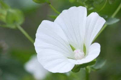 Weiße Bechermalve (Lavatera trimestris 'Mont Blanc')