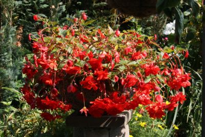 Knollenbegonien (Begonia × tuberhybrida)