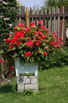 Knollenbegonien (Begonia × tuberhybrida)