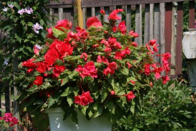 Knollenbegonien (Begonia × tuberhybrida)