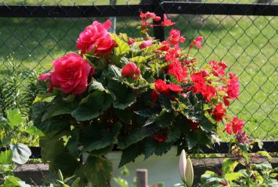 Knollenbegonien (Begonia × tuberhybrida)