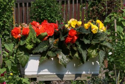 Knollenbegonien (Begonia × tuberhybrida)