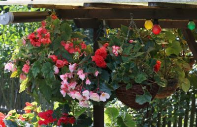 Knollenbegonien (Begonia × tuberhybrida)