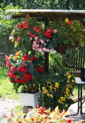 Knollenbegonien (Begonia × tuberhybrida)