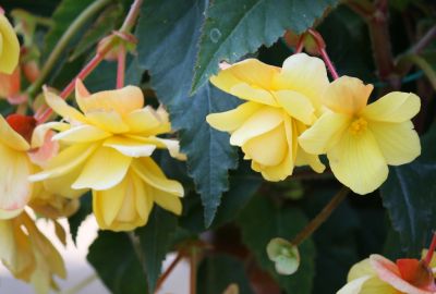 Knollenbegonie (Begonia × tuberhybrida)