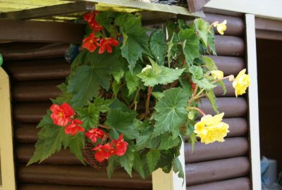 Knollenbegonien (Begonia × tuberhybrida)