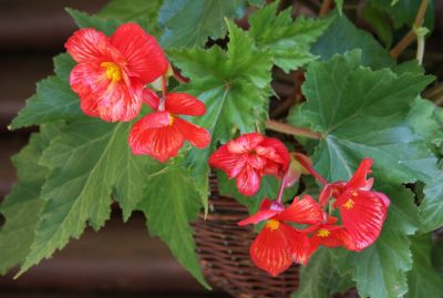 Knollenbegonie (Begonia × tuberhybrida)