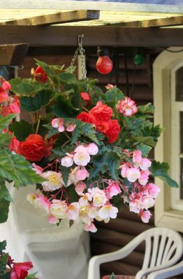 Knollenbegonien (Begonia × tuberhybrida)