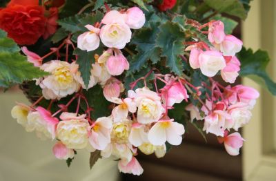 Knollenbegonie (Begonia × tuberhybrida)