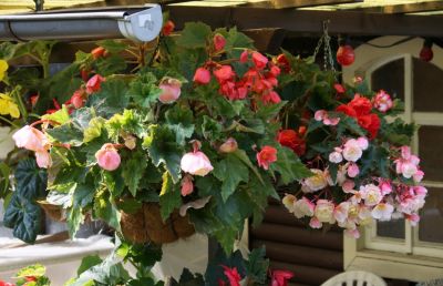 Knollenbegonien (Begonia × tuberhybrida)