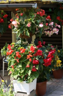 Knollenbegonien (Begonia × tuberhybrida)