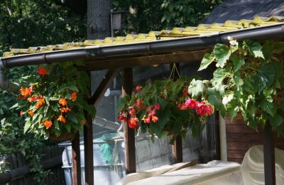 Knollenbegonien (Begonia × tuberhybrida)