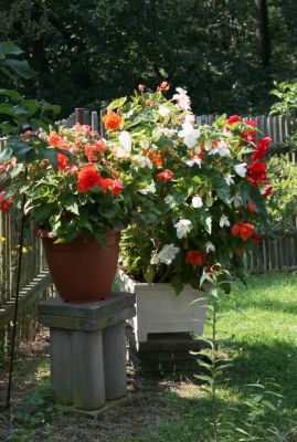 Knollenbegonien (Begonia × tuberhybrida)