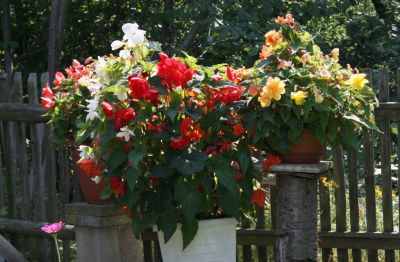 Knollenbegonien (Begonia × tuberhybrida)