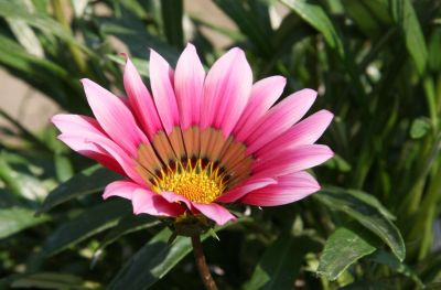 Mittagsgold (Gazania)