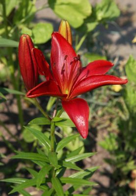 Weinrote Lilie (Lilium)