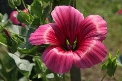 Bechermalve (Lavatera trimestris 'Hot Pink')