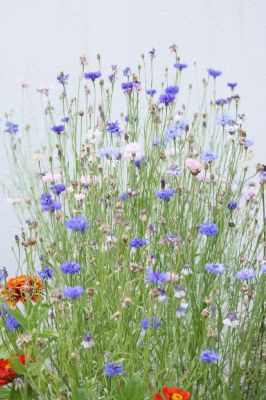 Kornblume (Centaurea cyanus)