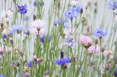 Kornblume (Centaurea cyanus)