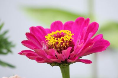 Zinnie (Zinnia violacea)