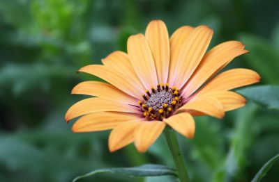 Kapkörbchen (Osteospermum)
