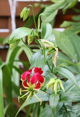 Ruhmeskrone (Gloriosa superba)