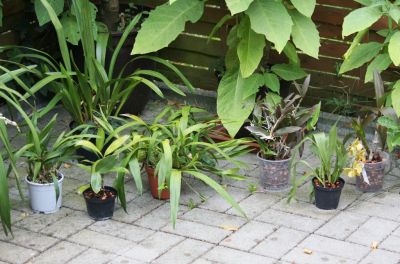 Cymbidium, Dendrobium & andere