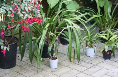 Cymbidium, Dendrobium & andere