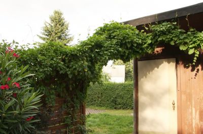 Schlingknöterich (Fallopia baldschuanica)