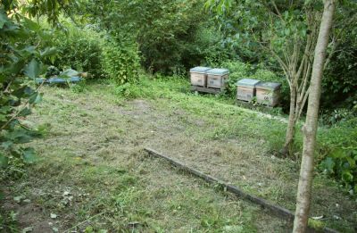 Blick zu den Bienenbeuten