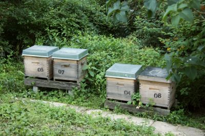 Dadant-Bienenbeuten