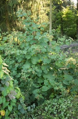 Große Klette (Arctium lappa)