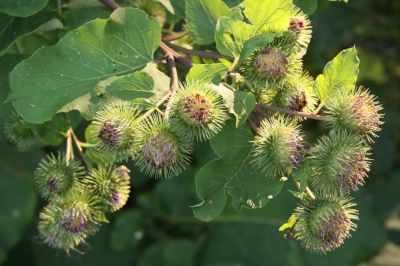 Große Klette (Arctium lappa)