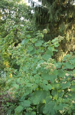 Große Klette (Arctium lappa)