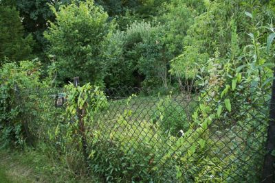 Blick in den Garten