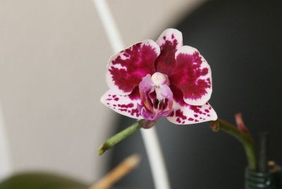 Mini-Orchidee mit Flecken