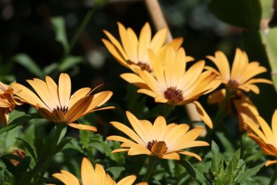 Kapkörbchen (Osteospermum)