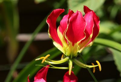 Ruhmeskrone (Gloriosa superba)