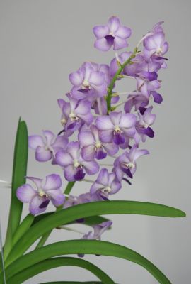 Vanda Vasco Blue