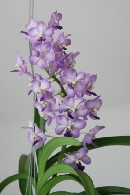 Vanda Vasco Blue