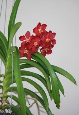 Vanda Wild Cherry