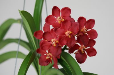 Vanda Wild Cherry