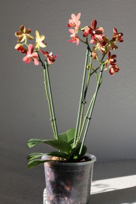 Phalaenopsis Brother Brown Sugar