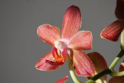 Phalaenopsis Brother Brown Sugar