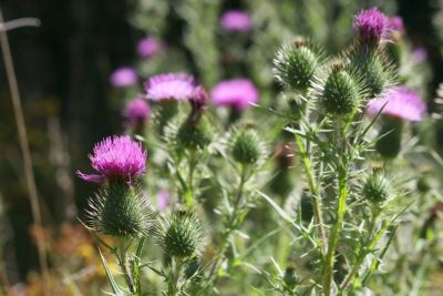 Gewöhnliche Kratzdistel (Cirsium vulgare)