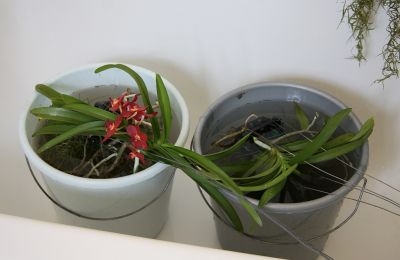 Vanda-Orchideen tauchen