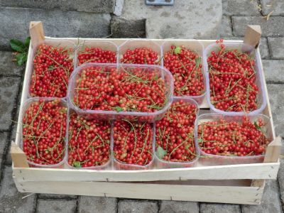 Johannisbeeren geerntet