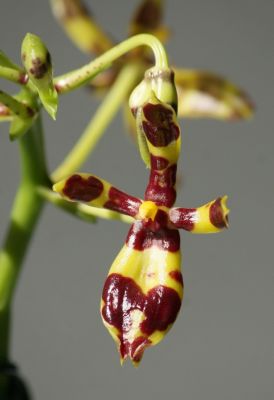 Phalaenopsis mannii dark Blüten