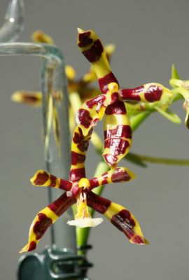 Phalaenopsis mannii dark Blüten