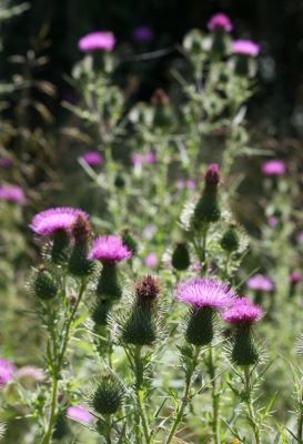 Gewöhnliche Kratzdistel (Cirsium vulgare)